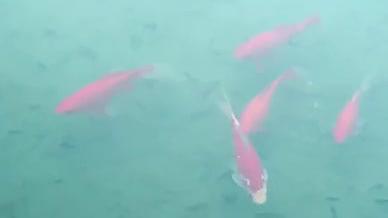 意境中国风池塘锦鲤视频的预览图